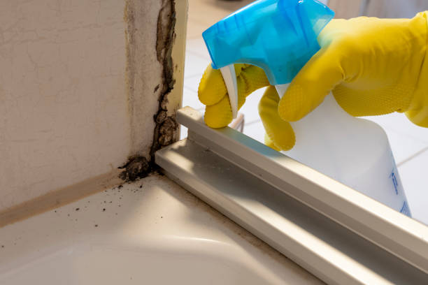 Best Mold Cleaning Services  in Dunlap, IL