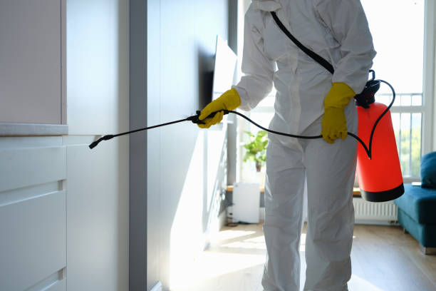 Best Office Mold Removal Services  in Dunlap, IL