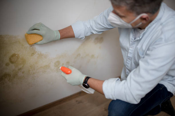 Best Fast Mold Removal  in Dunlap, IL