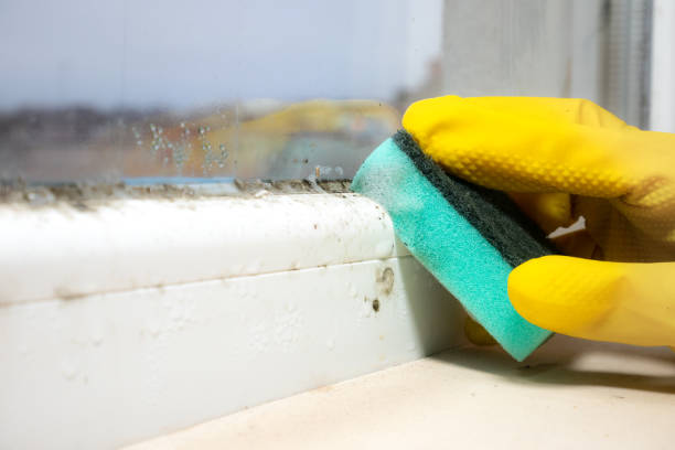 Best Home Mold Removal  in Dunlap, IL