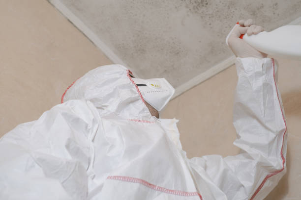 Best Local Mold Removal Service  in Dunlap, IL