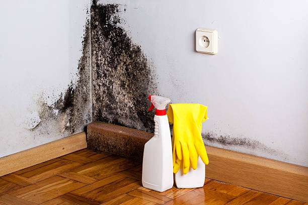 Trusted Dunlap, IL Mold Removal Experts
