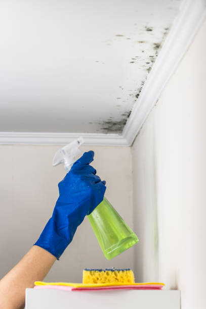 Best Attic Mold Removal  in Dunlap, IL