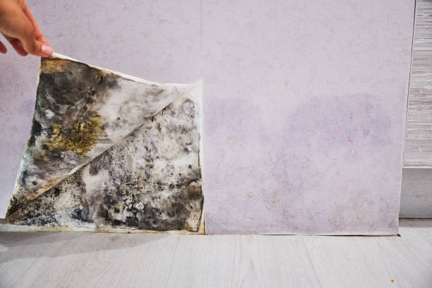 Best Mold Remediation Services  in Dunlap, IL